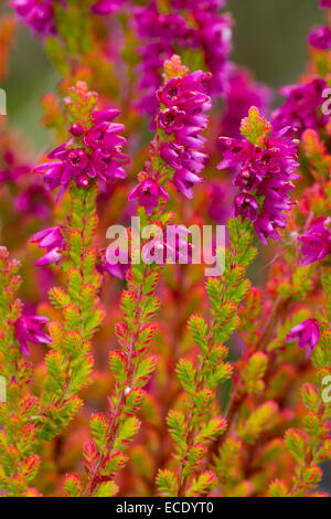 Erica comune o Ling (Calluna vulgaris) 'Firefly" varietà fioritura in un giardino. Powys, Galles. Agosto. Foto Stock