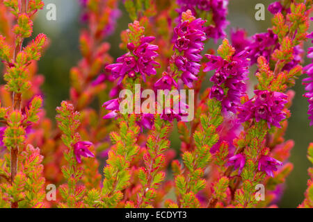 Erica comune o Ling (Calluna vulgaris) 'Firefly" varietà fioritura in un giardino. Powys, Galles. Agosto. Foto Stock