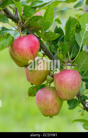 Coltivate apple (malus domestica) varietà ' Adam's Pearmain". Frutto su un albero in un frutteto organico. Powys, Galles. Agosto. Foto Stock