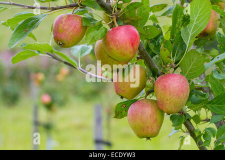 Coltivate apple (malus domestica) varietà ' Adam's Pearmain". Frutto su un albero in un frutteto organico. Powys, Galles. Agosto. Foto Stock