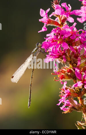 Damselfly smeraldo (Lestes sponsa) maschio adulto sono ' appollaiati su Viola Loosetrife (Lythrum salicaria) su un rugiadosa mattina. Powys, Galles. Foto Stock