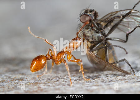 Red Ant (Myrmica rubra) adulto lavoratore trascinando una mosca morta torna a il nido. Powys, Galles. Settembre. Foto Stock