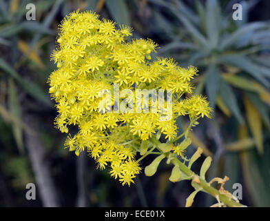 Tree Semprevivo - Aeonium arboreum var. rubrolineatum nativa delle Isole Canarie & pianta coltivata Foto Stock