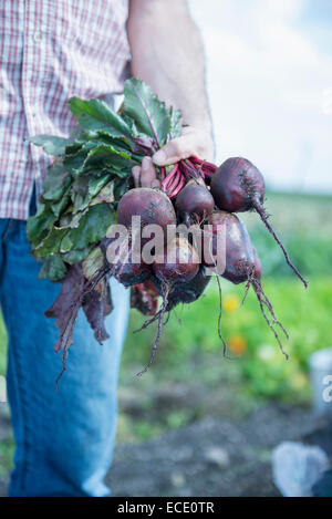 Close-up man mano la barbabietola holding jeans Foto Stock