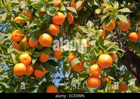 Close up di arancio Foto Stock