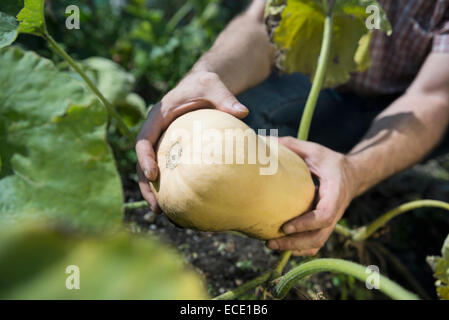 Zucca zucca uomo azienda garden close-up Foto Stock