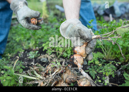 Cipolle fresche giardino campo crescente di verdure Foto Stock