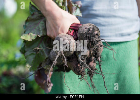 Giardino barbabietole donna mano che tiene la terra Foto Stock