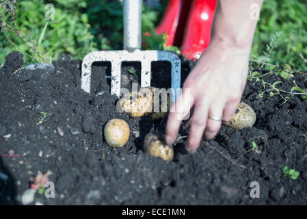 La donna la raccolta di patate terra fresco giardino Foto Stock