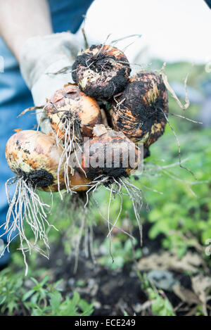 Cipolle fresche raccolto orto uomo azienda Foto Stock