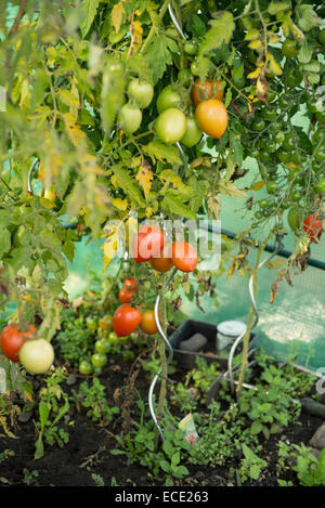 Pianta di pomodoro giardino verde rosso mature acerbi Foto Stock