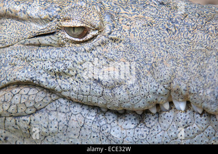 Coccodrillo del Nilo (Crocodylus niloticus), dettaglio dell'occhio, della pelle e dei denti, captive, Saint Lucia, Sud Africa Foto Stock