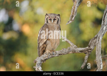 Verreaux's il gufo reale (Bubo lacteus) seduto su un ramo, il Parco Nazionale Kruger, Sud Africa Foto Stock