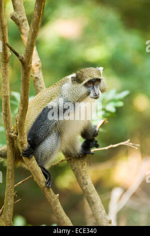 Bianco-Guenon a labbro, Samango Monkey (Cercopithecus mitis labiatus) sull'albero, ioSimangaliso-Wetland-Park in precedenza maggiore St Foto Stock