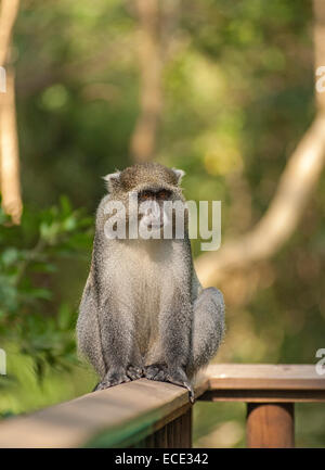 Bianco-Guenon a labbro, Samango Monkey (Cercopithecus mitis labiatus) seduto su una balaustra, hoSimangaliso-Wetland-Park, in precedenza Foto Stock