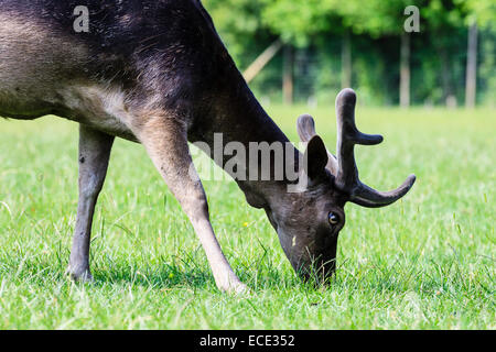 Giovane daino (Dama Dama), Lainz Game Reserve, Vienna, Austria Foto Stock