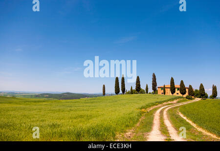 Country Estate con cipressi, Val d'Orcia, vicino a Pienza, provincia di Siena, Toscana, Italia Foto Stock