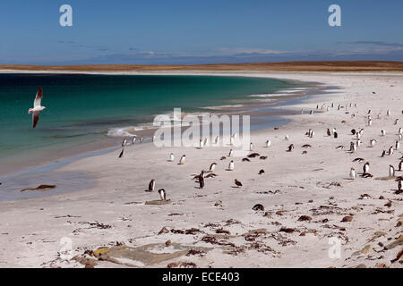 Dolphin gabbiano (Leucophaeus scoresbii) su una spiaggia con i pinguini Gentoo (Pygoscelis papua) e disperse i pinguini di Magellano Foto Stock