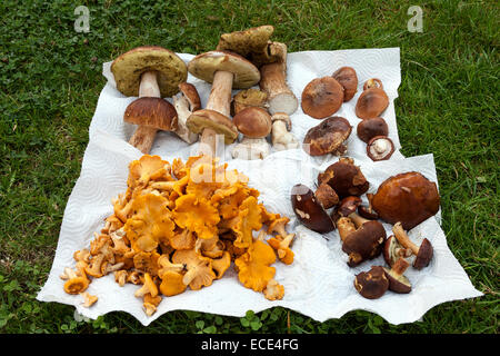 Raccolta funghi porcini (Boletus), Cantarelli (Cantharellus cibarius), BAY boletes (Imleria badia), burro di funghi Foto Stock