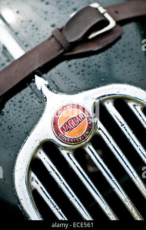 Jaguar XK140, emblema di cofano e griglia sotto la pioggia Foto Stock