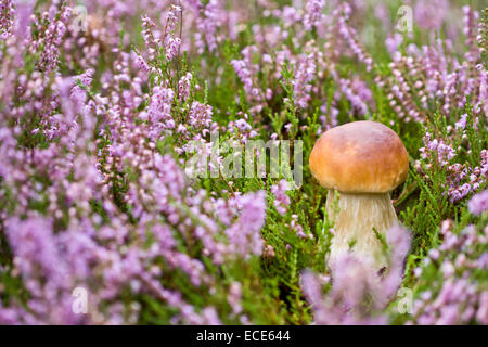 Poco boletus sullo sfondo di violetta heather nel selvaggio Foto Stock