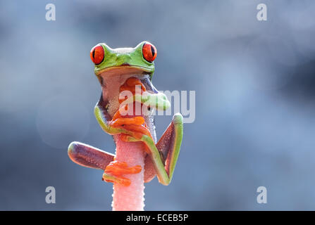 Indonesia, Isole Riau, città di Batam, red-eyed raganella sulla testa di fiori Foto Stock