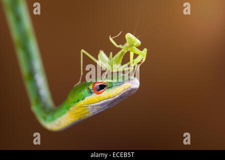 Indonesia, Isole Riau, città di Batam, mantide su snake Foto Stock