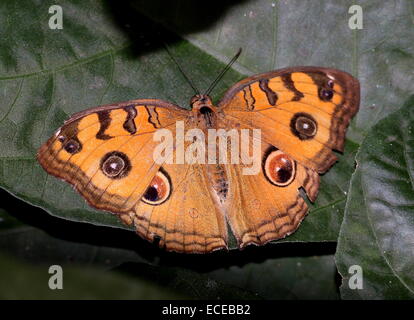 Sud-est asiatico Peacock Pansy butterfly (Junonia almana) Foto Stock