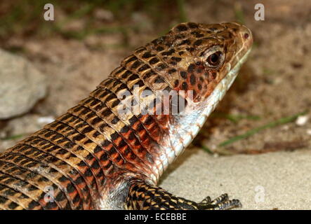 Sudan occidentale o lucertola placcato (Gerrhosaurus major, Broadleysaurus major) Foto Stock