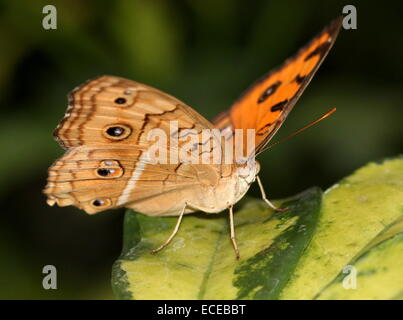 Sud-est asiatico Peacock Pansy butterfly (Junonia almana) Foto Stock