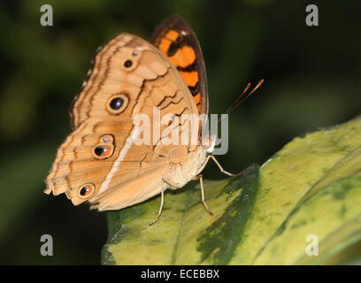 Sud-est asiatico Peacock Pansy butterfly (Junonia almana) ali parzialmente aperto Foto Stock