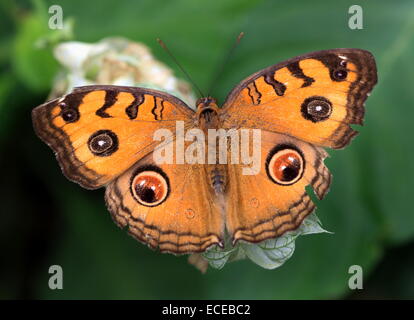 Sud-est asiatico Peacock Pansy butterfly (Junonia almana) alimentazione su un fiore extotic, vista dorsale Foto Stock