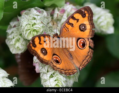 Sud-est asiatico Peacock Pansy butterfly (Junonia almana) Foto Stock