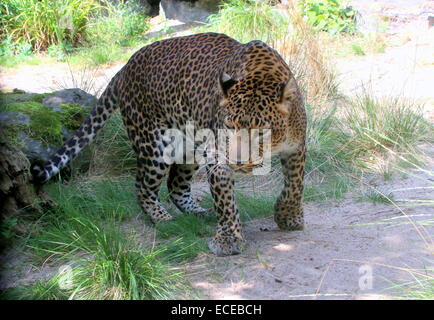 Sri-Lankan Leopard o panther ( Panthera pardus kotiya) sul prowl Foto Stock