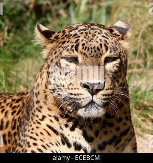 Sri-Lankan Leopard o panther ( Panthera pardus kotiya) close-up Foto Stock