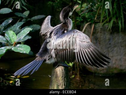 I capretti Australian poco pied cormorano (Phalacrocorax melanoleucos, Microcarbo melanoleucos) essiccazione di piume Foto Stock