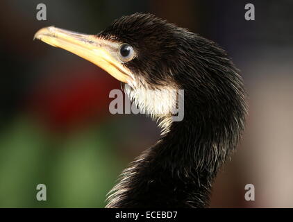 I capretti Australian poco pied cormorano (Phalacrocorax melanoleucos, Microcarbo melanoleucos) close-up della testa Foto Stock