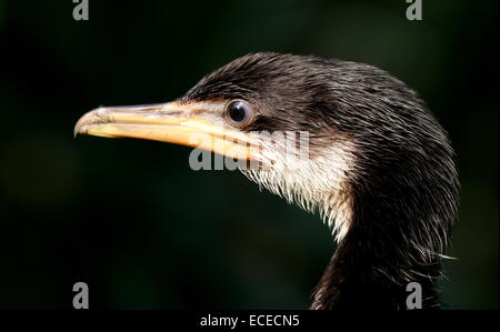 I capretti Australian poco pied cormorano (Phalacrocorax melanoleucos, Microcarbo melanoleucos) close-up della testa Foto Stock