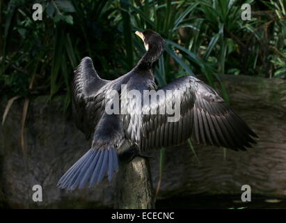 I capretti Australian poco pied cormorano (Phalacrocorax melanoleucos, Microcarbo melanoleucos) essiccazione di piume Foto Stock