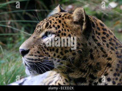 Sri-Lankan Leopard o panther ( Panthera pardus kotiya) close-up della testa Foto Stock