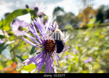 Bee nettare di raccolta. Foto Stock