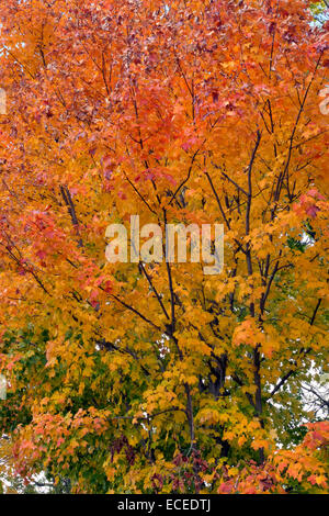 Autunno in scena Upstate NY USA. Foto Stock