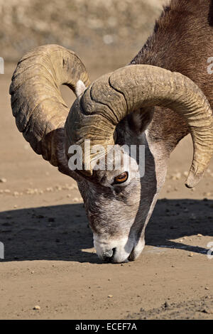 Un vicino l immagine di un Bighorn Ram leccare minerale da la strada di ghiaia Foto Stock