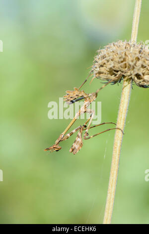 Haubenfangschrecke, Empusa pennata, Conehead Mantis Foto Stock