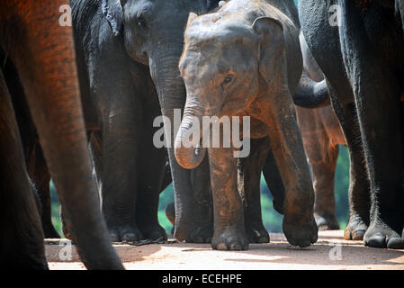 Pinnawala l'Orfanotrofio degli Elefanti in Sabaragamuwa Provincia dello Sri Lanka. Per il visitatore consapevole, una strana e scomoda f Foto Stock