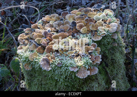 Studio di un ceppo di albero con una selezione di funghi e muschio cresce su di esso Foto Stock