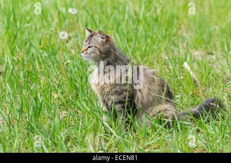 Con i capelli lunghi gatto nel processo di caccia - in cerca di preda Foto Stock