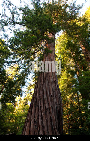 Albero di sequoia a Big Basin State Park, CA Foto Stock