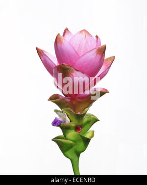 Fiori Siam Tulip isolati su sfondo bianco. Foto Stock