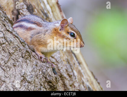 Un Scoiattolo striado appollaiato su un ceppo di albero. Foto Stock